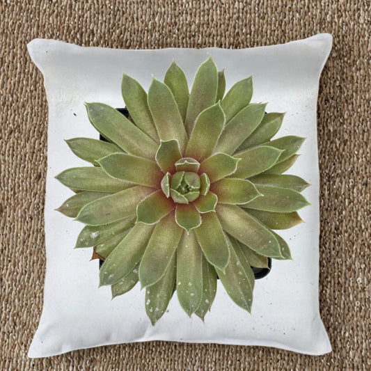 Sempervivum braunii – Live Hens & Chicks Succulent | Cold Hardy Houseleek | Hardy Outdoor Succulent | Zones 3–9 | Vigorous Offset Producer