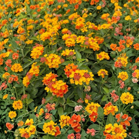 2 Spreading Sunset Lantana Live Plants – Lantana camara | 4–6 Inch Starter Plants | No Pot | Low-Growing Flowering Shrub | Tropical Garden Plant