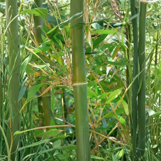 Bamboo Plant – Bambusa vulgaris Live Clumping Bamboo | Tropical Privacy Plant | Fast-Growing Outdoor Screening Plant | Garden & Landscape Friendly | NO CA