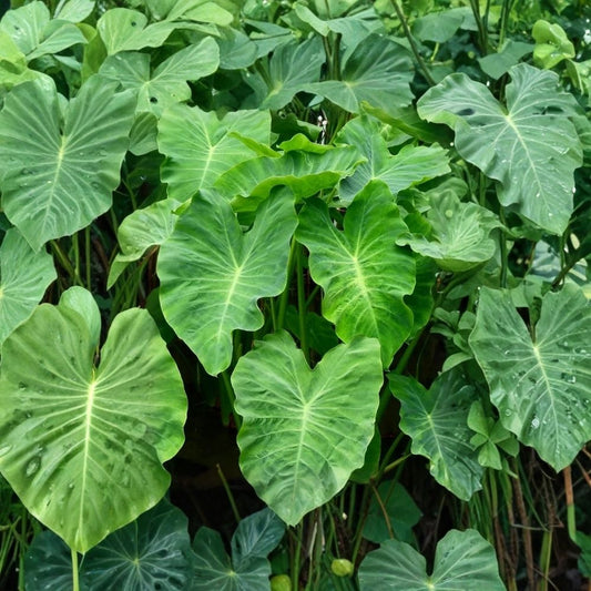3 Assorted Colocasia Live Plants – Elephant Ear Starter Plants | 3–10 Inch Tropical Foliage | Assorted Varieties | Garden & Container Plants | Ships Without Pot