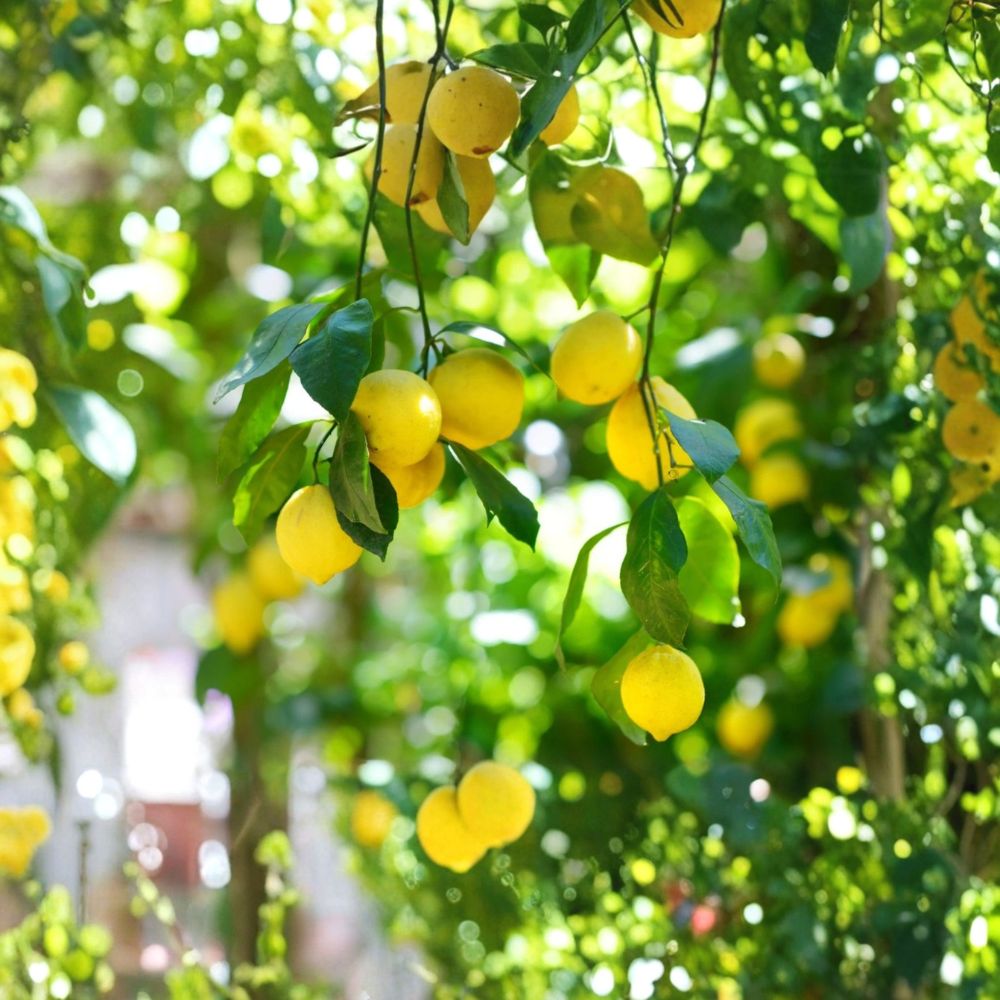 Meyer Lemon Tree – Citrus × meyeri Live Seedling | 1–6 Inches Tall | Includes Soil | Tropical Fruit Starter | Patio & Indoor Friendly | Easy to Grow