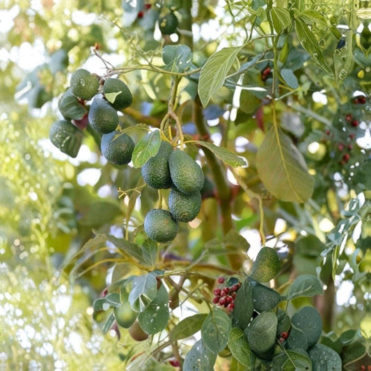 Avocado Tree Live Plant 10 Inch Starter | Persea americana | Potted Fruit Tree | Tropical Edible Garden | Ready to Plant