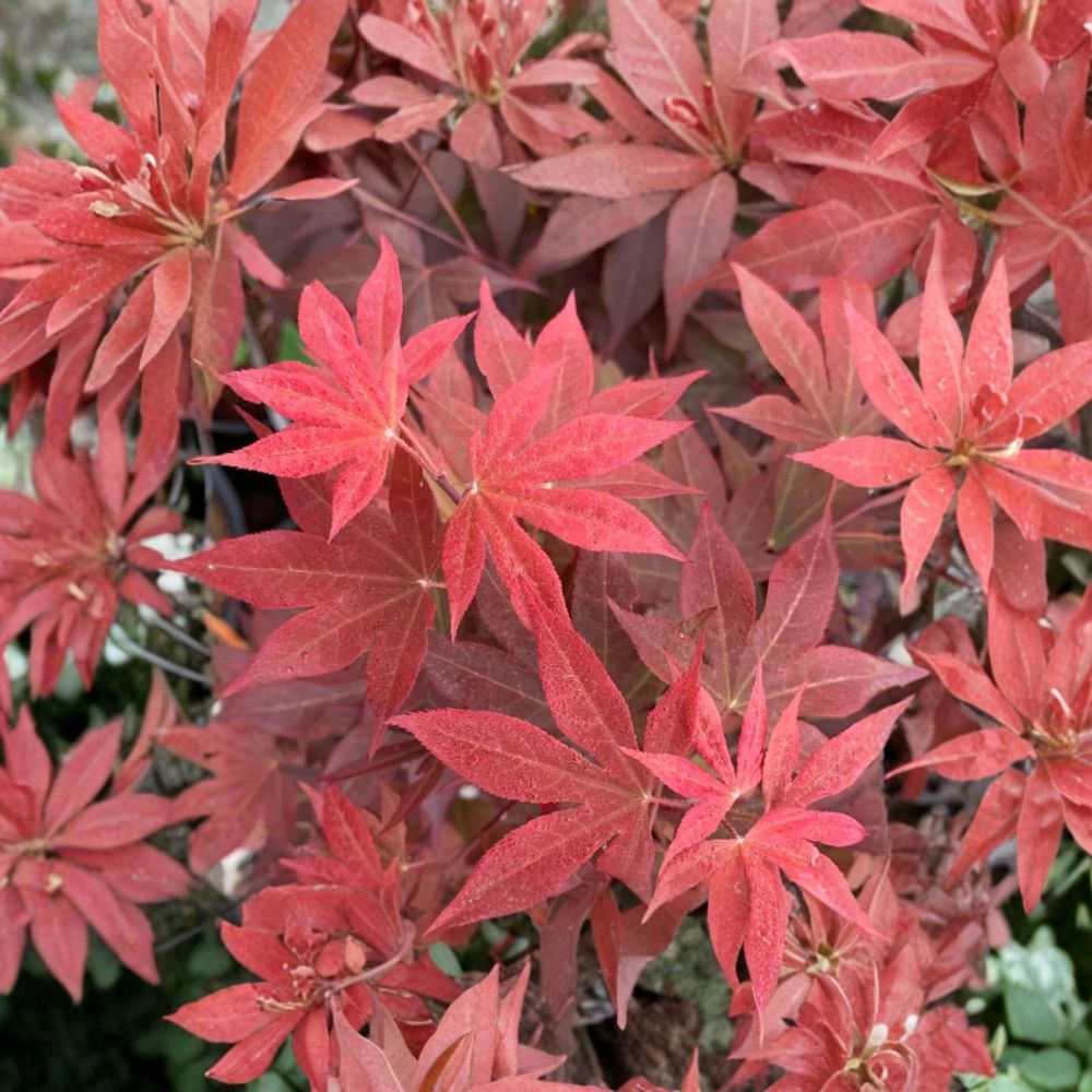 Acer palmatum ‘Red Baron’ Live Japanese Maple | Upright Red Ornamental Tree | Seasonal Color Changing Acer | #1 Container Grown