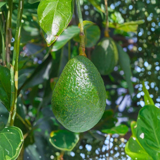 Avocado Tree – Persea americana Live Plant | Rooted Starter in Nursery Pot | Healthy Fruit Tree
