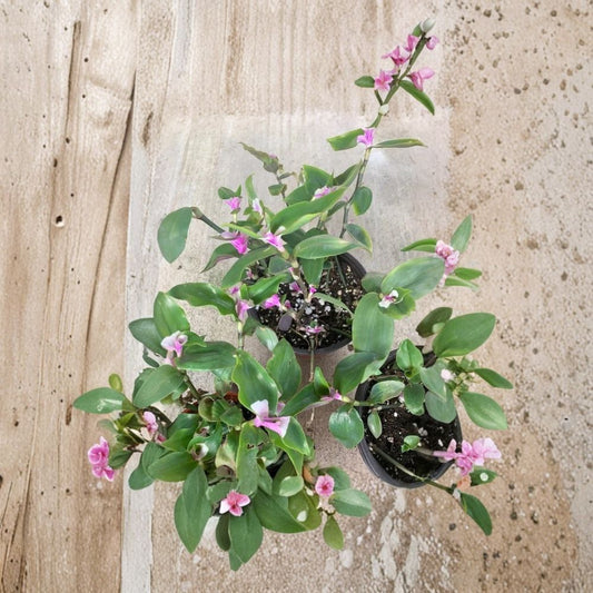 Variegated Tradescantia Blushing Bride – Fresh Cuttings | Set of 3 | Rare Wandering Jew Houseplant | Easy to Grow