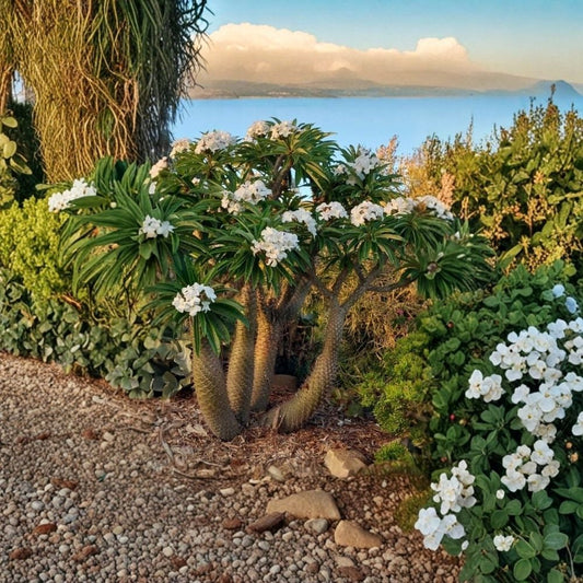 Madagascar Palm Live Plant – Pachypodium lamerei | 1.5 Ft Tall | 1 Gallon Pot | Exotic Succulent-Like Tree | Tropical & Arid Plant | No Shipping to California