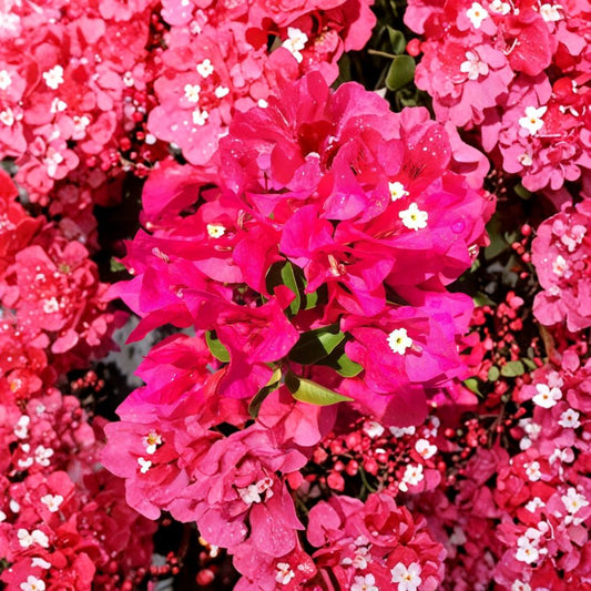 Vera Lynn Bougainvillea Plant – Live Well Rooted Starter | 3 Inch Pot | Tropical Flowering Vine | Bougainvillea Starter Plant | Container Plant