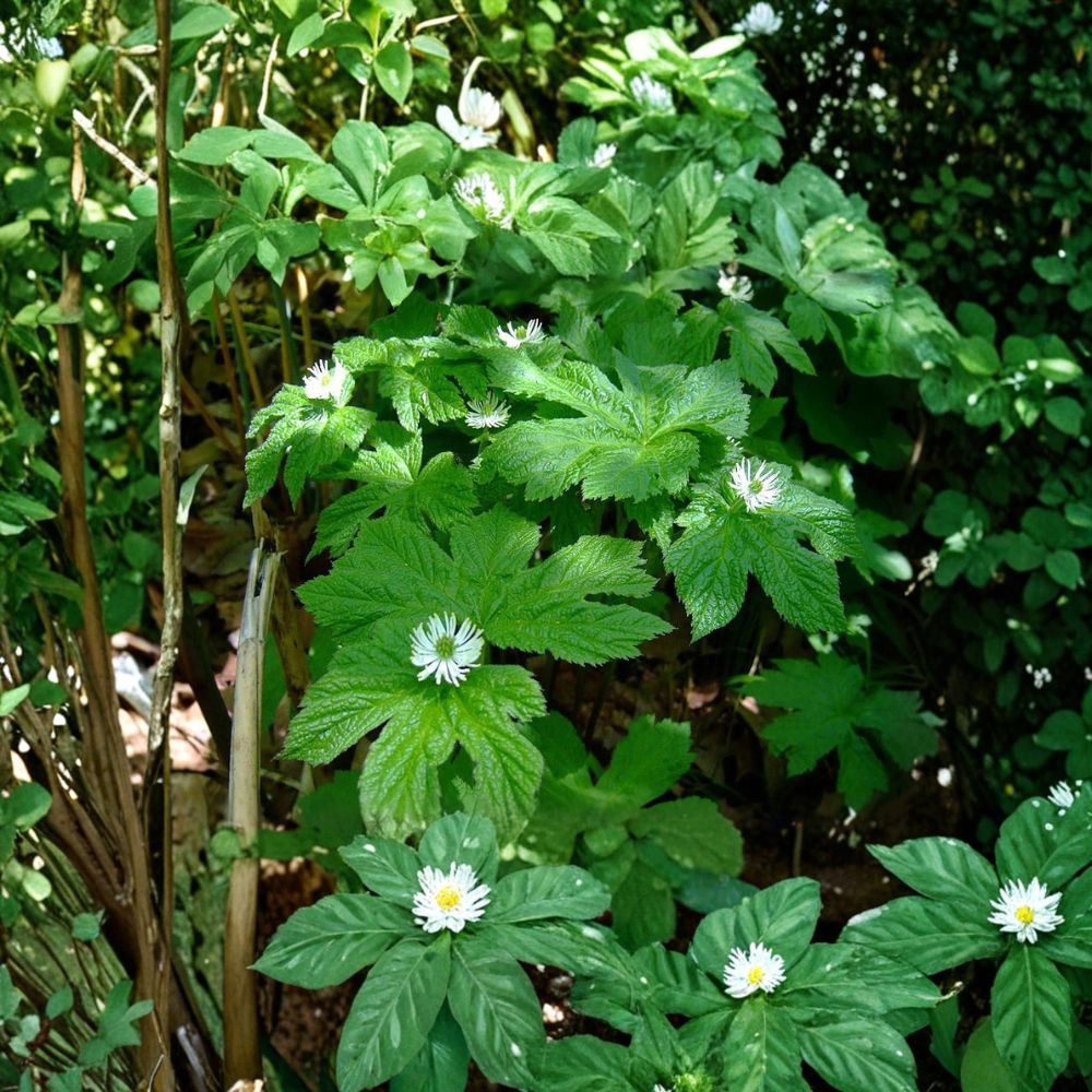 Goldenseal – Hydrastis canadensis Live Bare Roots | 6 Roots | Native Woodland Perennial | Shade Garden Medicinal Herb