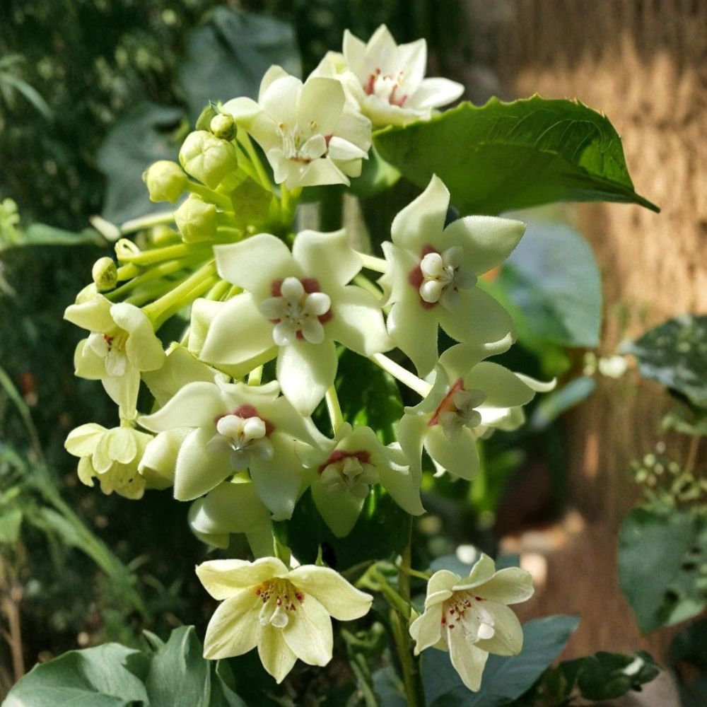 Hoya australis Live Plant – Vanilla Wax Flower Vine | 5 Inches+ Tall | Bare Root | Fragrant Porcelain Flowers | Easy to Grow
