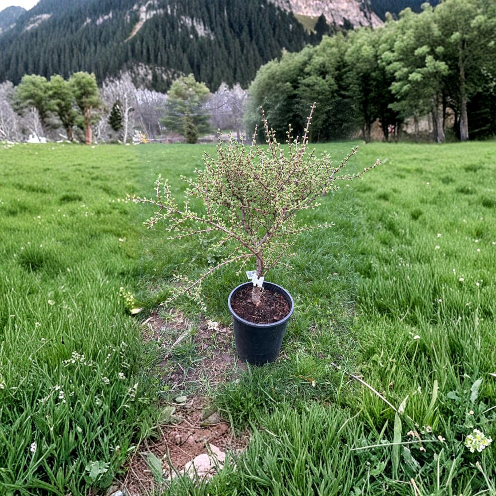 Blue Sparkler American Larch – Live Deciduous Conifer | 10 Inch Tall Plant | 1 Gallon Pot | Larix laricina Compact Landscape Tree