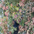 Acer palmatum ‘Uzen Nishiki’ Live Japanese Maple | Rare Variegated Ornamental Tree | Pink & White Foliage Acer | #1 Container Grown