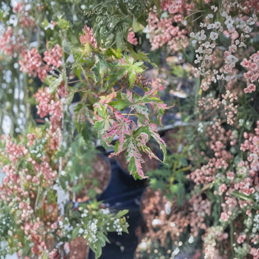 Acer palmatum ‘Uzen Nishiki’ Live Japanese Maple | Rare Variegated Ornamental Tree | Pink & White Foliage Acer | #1 Container Grown