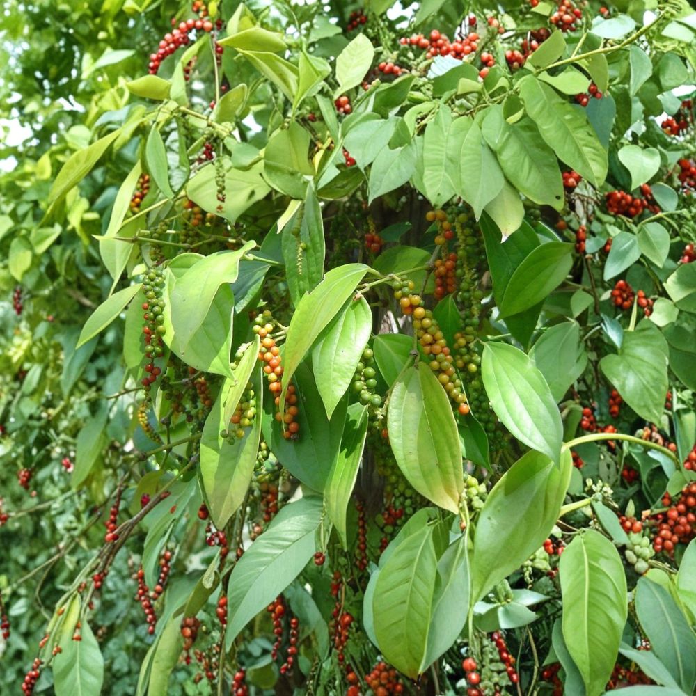 Black Pepper Plant – Piper nigrum Live Starter Plant | Well Rooted in Nursery Pot | Grow Your Own Peppercorns | Tropical Climbing Vine