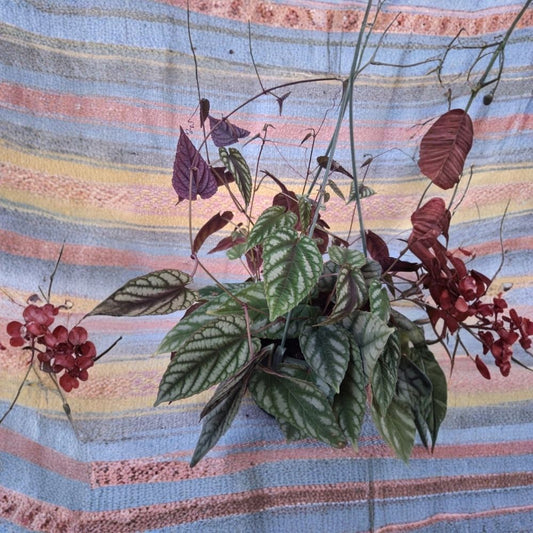 Rex Begonia Vine Live Plant | Cissus discolor | 6 Inch Hanging Basket | Tropical Climbing Houseplant | Colorful Foliage