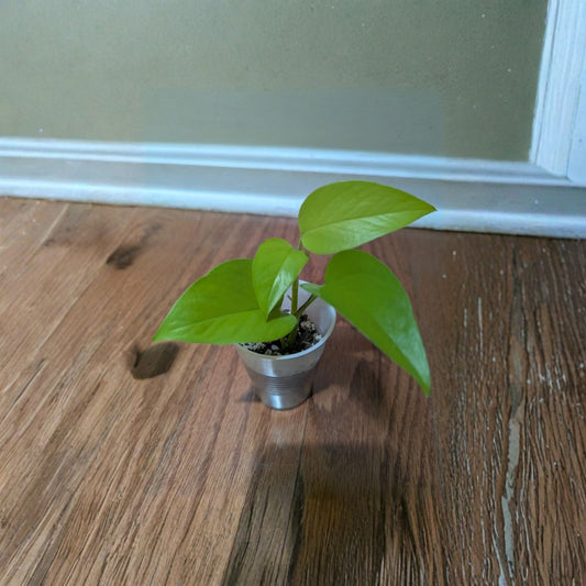 Neon Pothos Plant – Epipremnum aureum ‘Neon’ Live Rooted Plant | Bare Root | Bright Chartreuse Foliage | Easy Care Indoor Houseplant | Tropical Vine