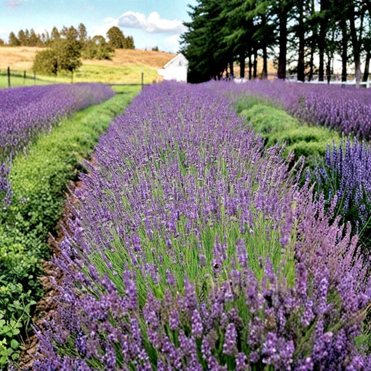 Phenomenal Lavender – Lavandula × intermedia Live Starter Plant | Plug Size | Fragrant Perennial Herb | Easy to Grow