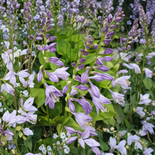 Purple Passion Hosta – Hosta Live Bare Root Plants | Set of 7 | Green Shade Perennial | Ready to Plant