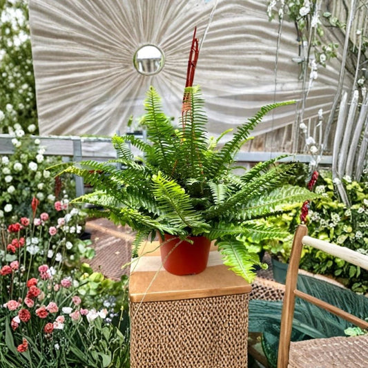 Fern Chester / Jester Live Plant – 6 Inch Indoor Plant | Decorative Foliage Houseplant | Easy-Care Fern | Live Green Plant