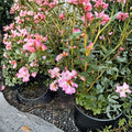 Rhododendron ‘Pink Snowflakes’ Live Evergreen Shrub | White & Pink Blooms | Compact Early Blooming Rhododendron | #1 Container Grown
