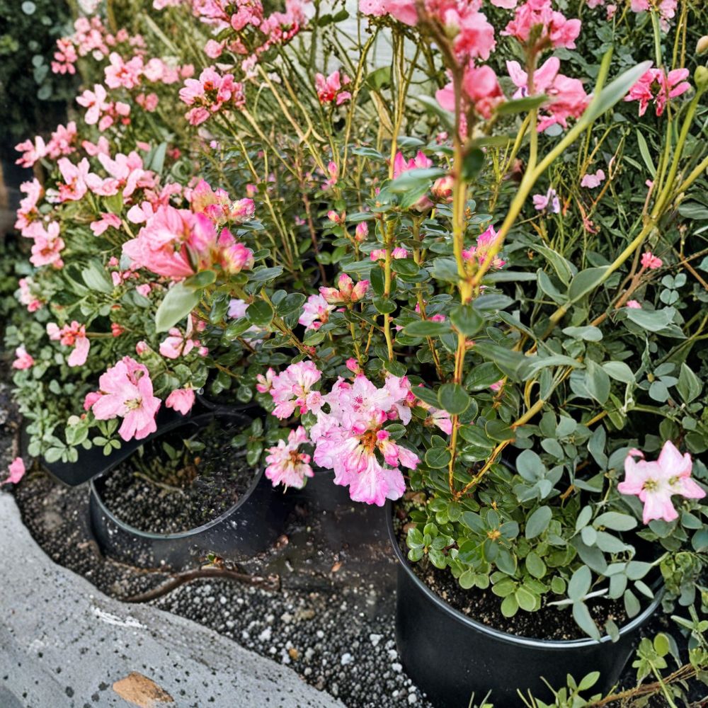 Rhododendron ‘Pink Snowflakes’ Live Evergreen Shrub | White & Pink Blooms | Compact Early Blooming Rhododendron | #1 Container Grown