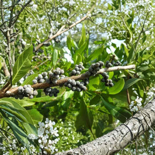 Live Wax Myrtle Plant | Myrica cerifera | Large 6 Inch Pot | Evergreen Ornamental Shrub | Privacy Hedge & Landscape Plant