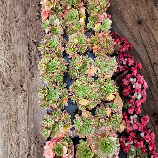Sweet Tea Aeonium – Live Succulent Plant | Aeonium ‘Sweet Tea’ | Imported Succulent | Rosette Foliage | Bare Root | Collector Plant