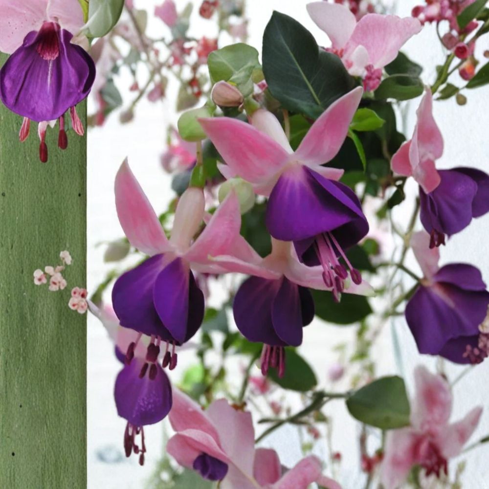 Lena Fuchsia – Live Plant | 2–6 Inches Tall | Includes 5" Nursery Pot | Double Flower Hanging Basket Plant | Easy to Grow