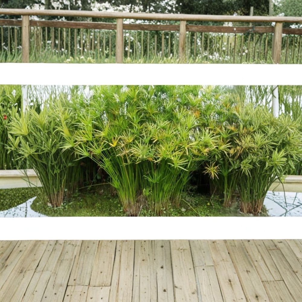 Umbrella Palm – Live Tropical Aquatic Pond Plant | 10–24 Inches Tall | Marginal Water Plant | Buy 2 Get 1 Free