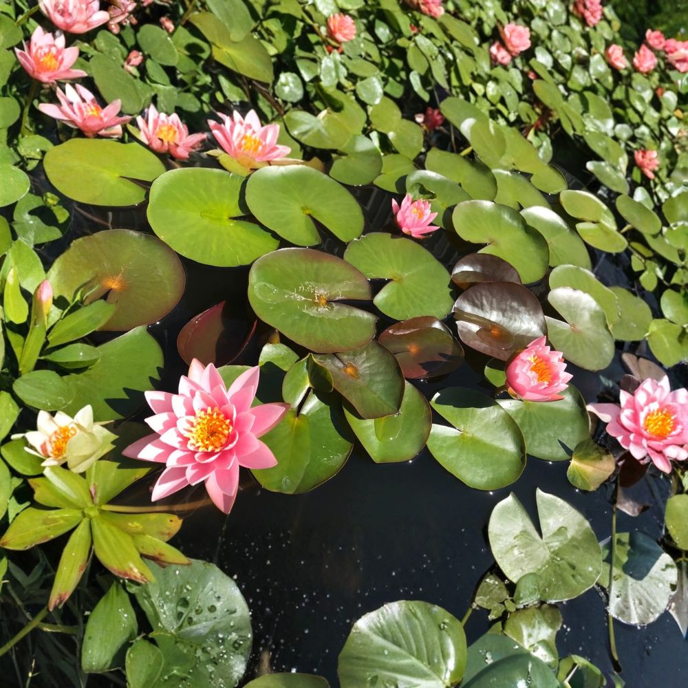 Pink Sensation Water Lily – Nymphaea 'Pink Sensation' Sprouted Tuber/Rhizome | Winter Hardy Aquatic Plant | Pink Pond Lily | Easy to Grow