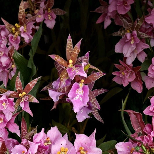 Mtssa Lavender Kiss ‘Lavender Taffy’ Live Orchid Plant – Miltonia × Brassia Hybrid | Potted Orchid | Light Mint Pink Blooms | Purple Markings | Easy to Grow