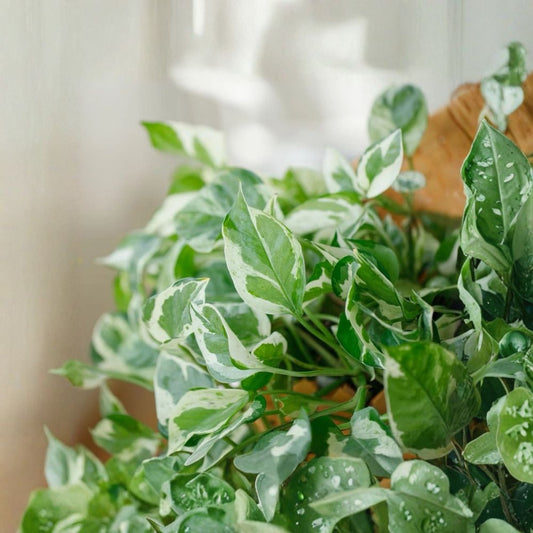 Pothos 'Pearls and Jade' – Live Cuttings | Set of 3 | 4–5 Inches Long | Variegated Devil's Ivy | Easy to Grow