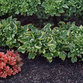 Wheee! Hosta – Live Bare Root Shade Perennial | 3 Inch Starter Plant | Ruffled Variegated Hosta | Slug Resistant Garden Plant