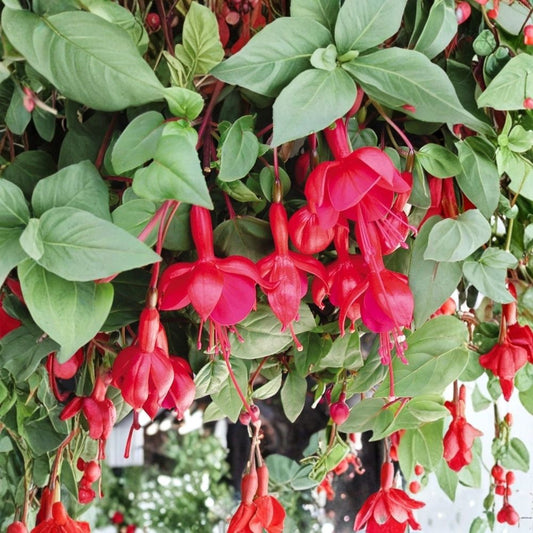 Marinka Fuchsia Plants – Set of 2 Live Fuchsia Plants | 5 Inch Nursery Pots | Flowering Ornamental Plants | Patio & Hanging Basket Friendly