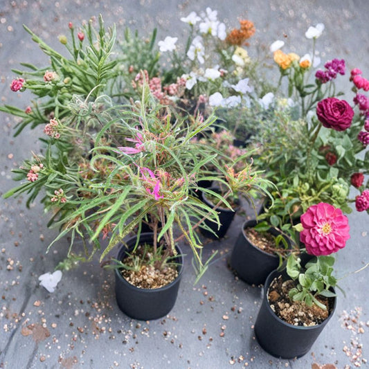 Spider Azalea Live Evergreen Shrub | Rhododendron stenopetalum | Rare Pink Spider Bloom Azalea | #2 Container Grown
