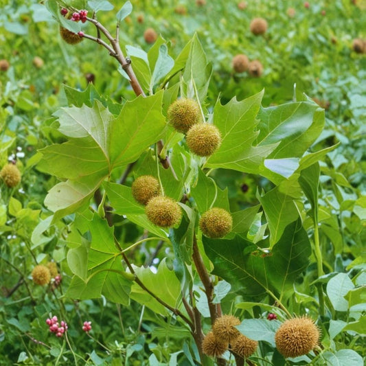 Live Sycamore Plant – American Plane Tree | 6–12 Inch Starter | 4 Inch Pot | Fast Growing Shade Tree | Deciduous Landscape Tree | Garden Plant