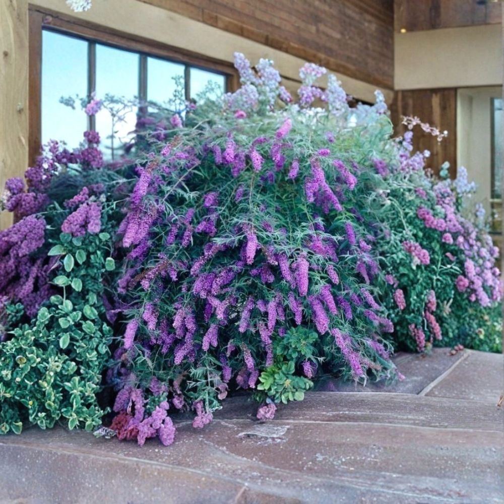 Purple Butterfly Bush – Buddleja davidii Live Cuttings | 7 Unrooted 6 Inch Cuttings | Fast Growing Flowering Shrub | Easy to Propagate