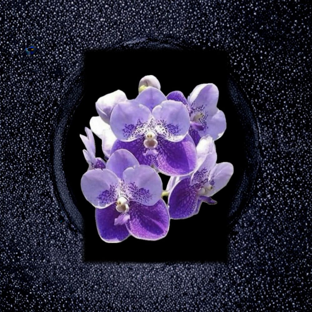 Vanda 'General Prinya' – Live Blooming Size Orchid | Large Flowering Tropical Orchid | Rare Vanda Hybrid