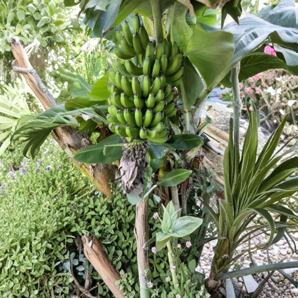 Dwarf Cavendish Banana – Musa acuminata Live Plant | 6–12 Inches Tall | Bare Root Tropical Fruit Starter | Patio & Indoor Friendly | Fast Growing