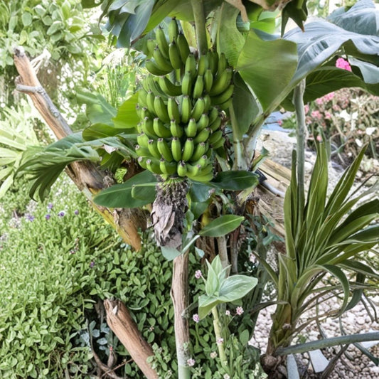 Dwarf Cavendish Banana – Musa acuminata Live Plant | 6–12 Inches Tall | Bare Root Tropical Fruit Starter | Patio & Indoor Friendly | Fast Growing