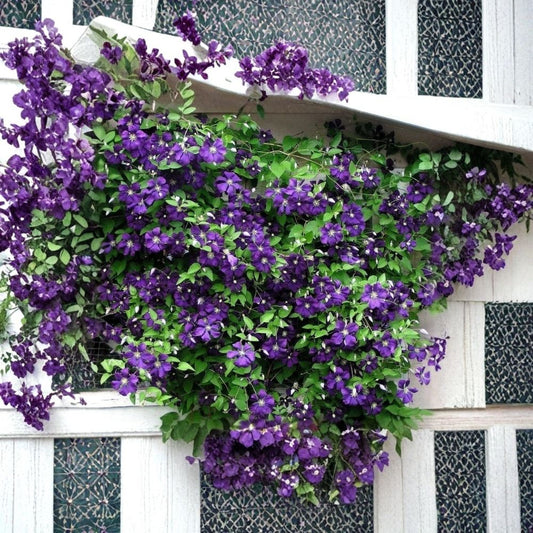 Jackmanii Superba Clematis Live Plant – Clematis Vine | 2.5 Inch Pot | Deep Violet-Blue Flowers | Hardy Zones 4–8 | Outdoor Garden Climbing Vine