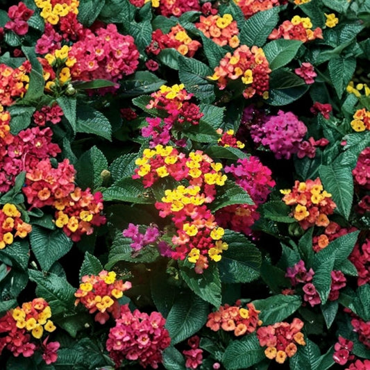2 Live Anne Marie Lantana Plants | 4–6 Inch Starter Plants | Yellow & Pink Bicolor Flowers | Lantana camara | Ships Without Pots