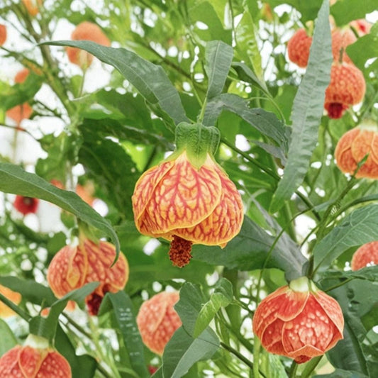 Abutilon Orange Tiger Live Plant – Young Tropical Flowering Plant | Bell Hibiscus Lantern Plant | 4–6 Inch Tall | Indoor & Patio Friendly | Ships Without Pot