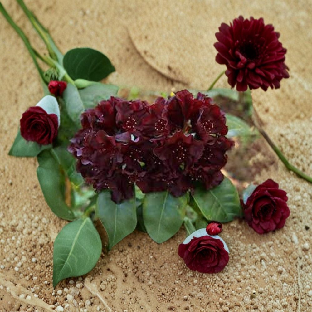 Rhododendron ‘Black Widow’ Live Evergreen Shrub | Dark Red Almost Black Blooms | Hardy Flowering Rhododendron | #2 Container Grown