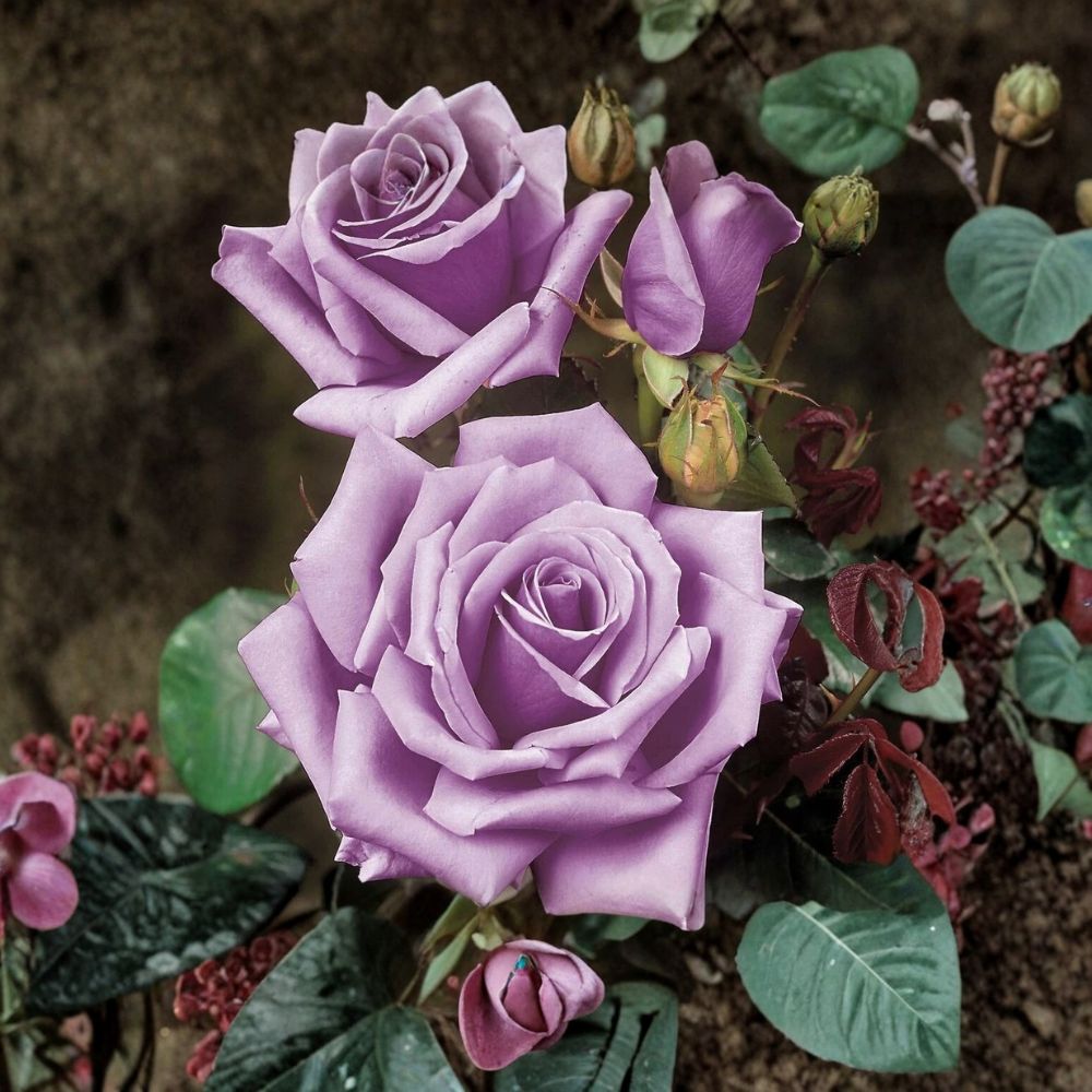 Blue Girl Rose – Live Unrooted Cuttings | 3 Fresh 6 Inch Rose Cuttings | Lavender Hybrid Tea Rose | Fragrant Flowering Shrub