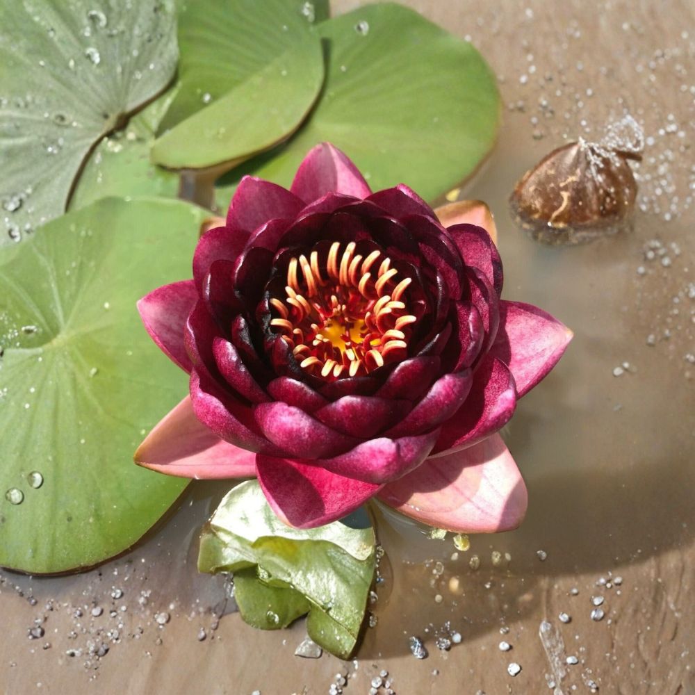 Slocum's Almost Black Water Lily – Nymphaea 'Almost Black' Sprouted Tuber/Rhizome | Winter Hardy Aquatic Plant | Dark Red Pond Lily | Easy to Grow