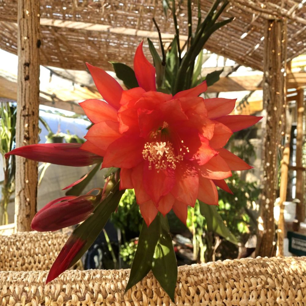 Epiphyllum 'Three Orange' – Live Rooted Orchid Cactus | 3 Inch Starter Pot | Tropical Flowering Cactus