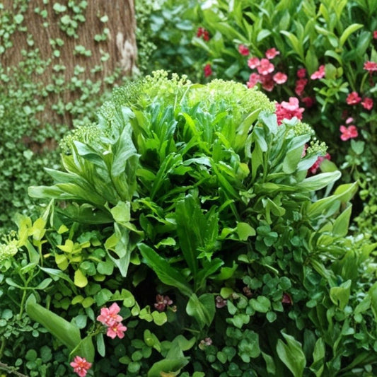 6 Live Culantro Plants | Eryngium foetidum | Thai & Vietnamese Ngo Gai | 4–8 Inch Herb Plants | Pho Culinary Herb | Long Coriander