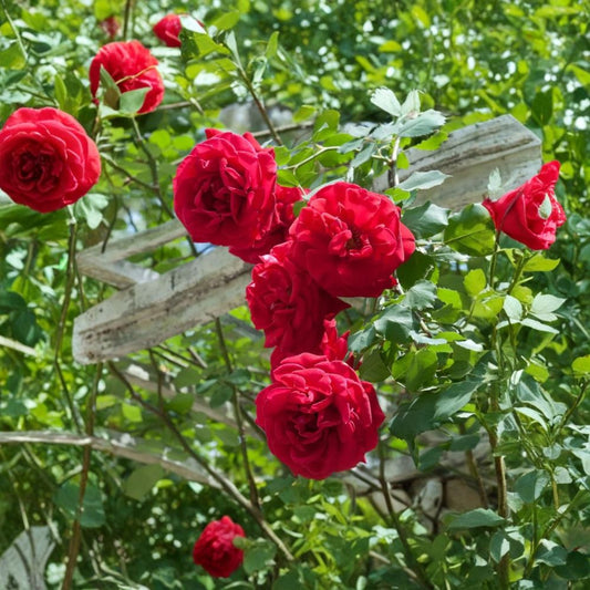 Don Juan Climbing Rose – Rosa Live Plant | Well Rooted | Bare Root | Red Climbing Rose | Outdoor Garden Favorite | Easy to Grow