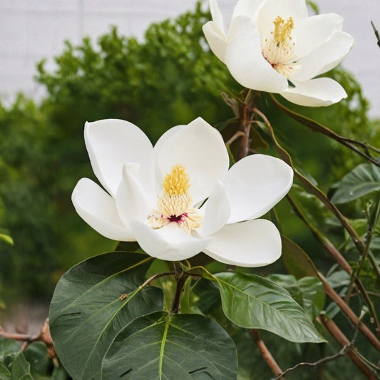 Southern Magnolia Live Plant – Magnolia grandiflora | Fragrant White Flowers | Evergreen Tree | Full Sun to Part Sun | Garden Gift