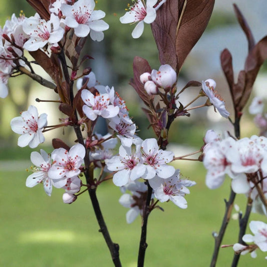 Purpleleaf Sand Cherry – Prunus × cistena Live Plant | Includes 3.5 Inch Pot | Purple Foliage Shrub | Fragrant Spring Blooms | Easy to Grow